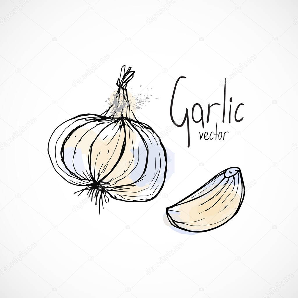 Garlic watercolor ink sketch food hand drawn vector ingredient recipes for menu