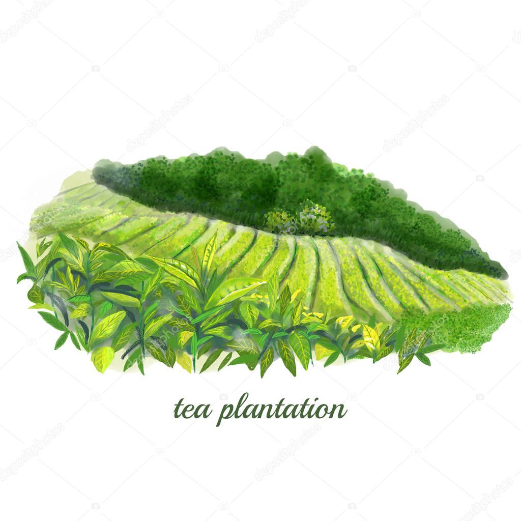 Tea plantation isolated watercolor illustration hand drawn packaging green field hill asia plant