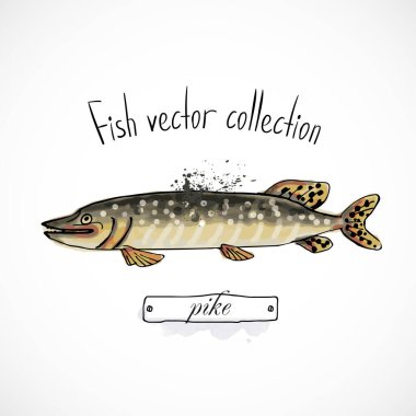 Balık turtası el çizimi set suluboya mürekkep, menü restoranı, karikatür baskı vektör çizimi, deniz ürünleri
