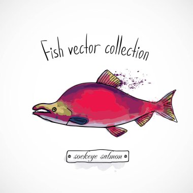 Balık çorbası somon balığı, set suluboya mürekkebi, menü restoranı, karikatür baskı vektör çizimi, deniz ürünleri.