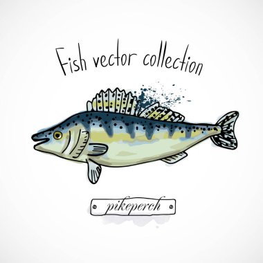 Balık levreği elle çizilmiş. Sulu boya mürekkebi, menü restoranı, karikatür baskı vektör çizimi, deniz ürünleri.