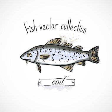 Balık morina balığı eli çizilmiş, suluboya mürekkep, menü restoranı, karikatür baskı vektör çizimi, deniz ürünleri