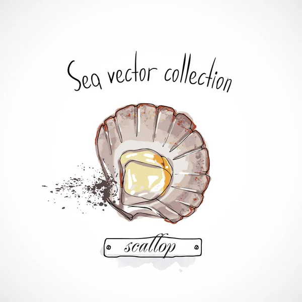 Scallop Mořské Jídlo Ručně Kreslené Set Akvarel Inkoust Menu Restaurace — Stockový vektor