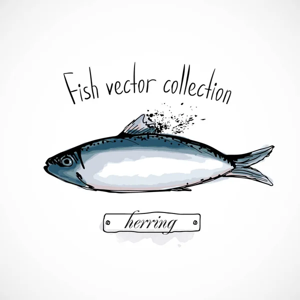 Fischhering Handgezeichnete Set Aquarelltinte Speisekarte Restaurant Skizze Cartoon Print Vektor — Stockvektor