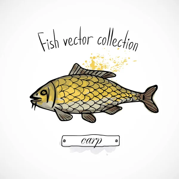 Balık sazan balığı eli çizilmiş suluboya mürekkep, menü restoranı, karikatür baskı vektör çizimi, deniz ürünleri