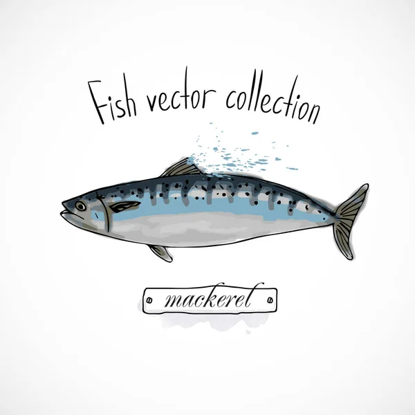 Ryby Makrela Ręcznie Narysowane Zestaw Atrament Akwarela Restauracja Menu Szkic — Wektor stockowy