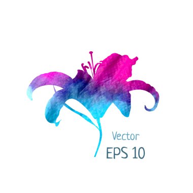 Suluboya mavi menekşe lily