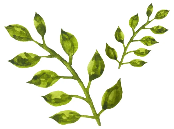 Akvarel, zelené větve — Stockový vektor