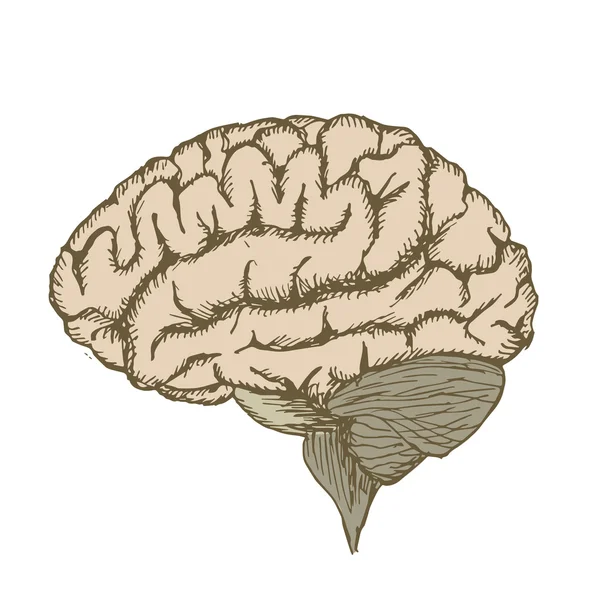 Pintura tinta cerebro — Archivo Imágenes Vectoriales