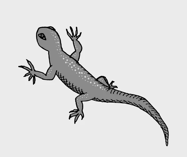 Dessin lézard gris — Image vectorielle