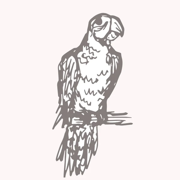 Tinta de papagaio em um ramo —  Vetores de Stock