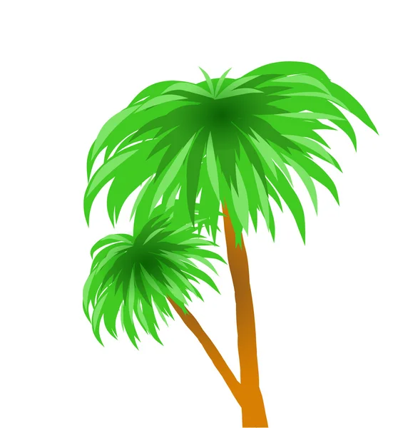 Two green Palm trees — Stock Vector