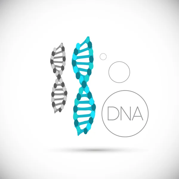 Blue and gray DNA strands — Stock Vector