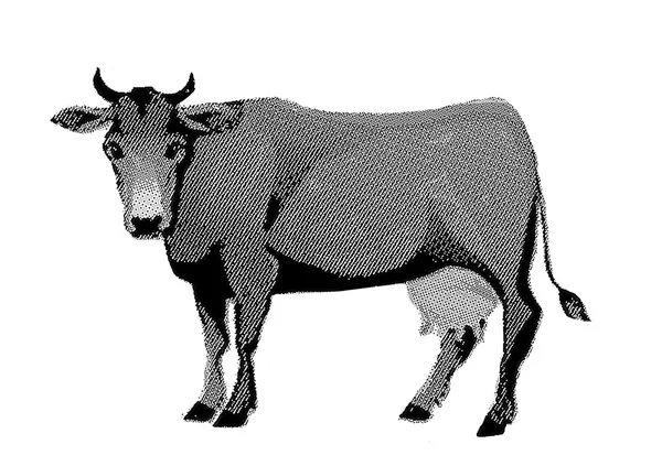 Engraving cow on white background — Stock Photo, Image