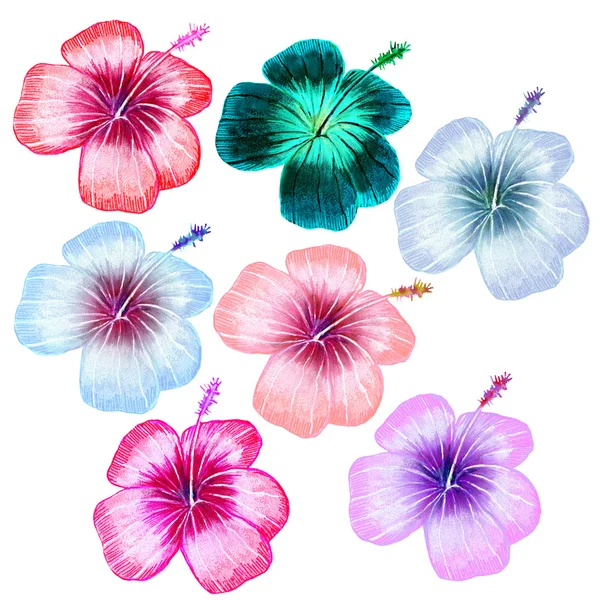 Aquarel multicolor bloemen set — Stockfoto