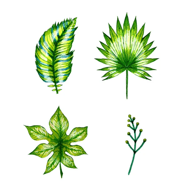 Akvarel ilustrace tropické listy — Stock fotografie