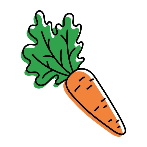 Karotten Sketch Frisches Orangengemüse Mit Grünen Blättern Farbsymbol Vektorillustration — Stockvektor