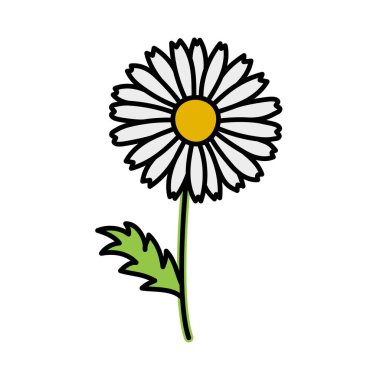 Papatya resmi. Yaprak ve saplı karalama çiçeği. Vektör el çizimi renk çizimi.