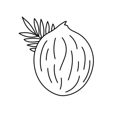 Hindistan cevizi. Meyve eskizi. Siyah çizgi fındık ikonu. Boyama kitabı için Vektör illüstrasyonu