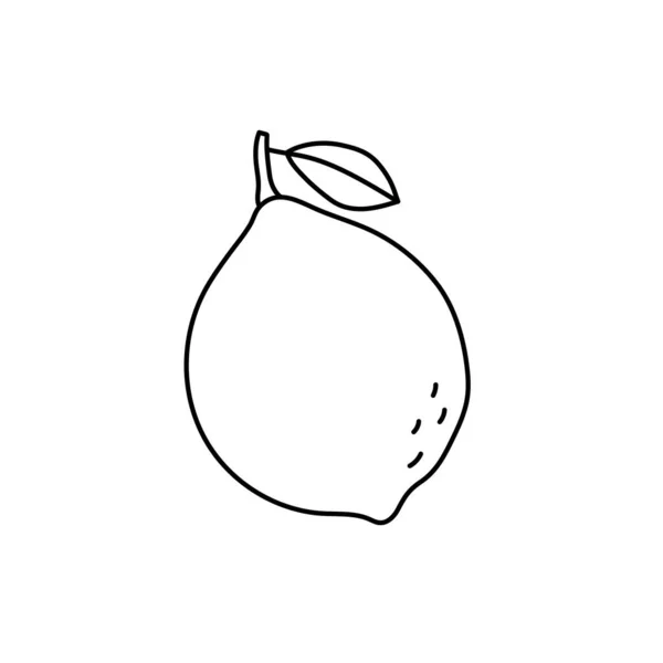 Lime Lemon Citrus Fruit Sketch Black Line Icon Vector Illustration — Stock Vector