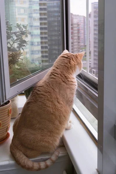 Tlustá Červená Kočka Dívá Okna — Stock fotografie