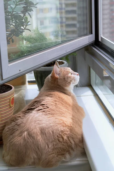 Gordo Gato Rojo Tomando Sol Ventana —  Fotos de Stock