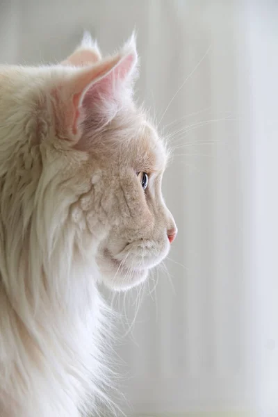 Profil Maine Mýval Kočka Bílém Pozadí — Stock fotografie