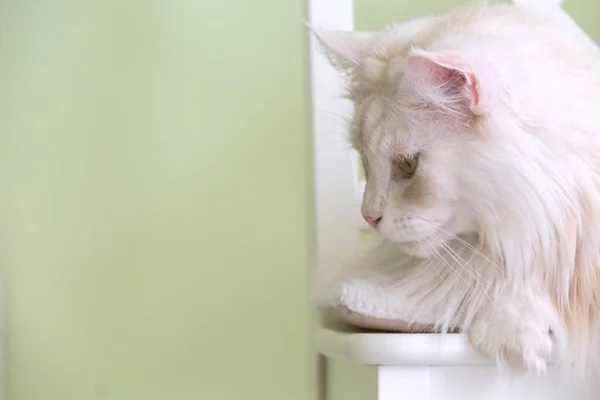 Maine Coon Gato Acostado Una Silla —  Fotos de Stock