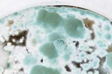 Küf ve mantar dokusu, mikrobiyoloji, soyut arkaplan