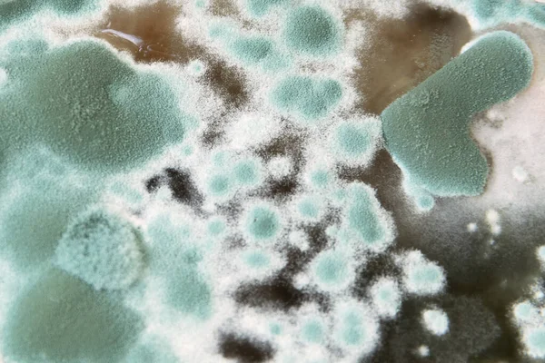 Texture of mold and fungi, microbiology, abstract background