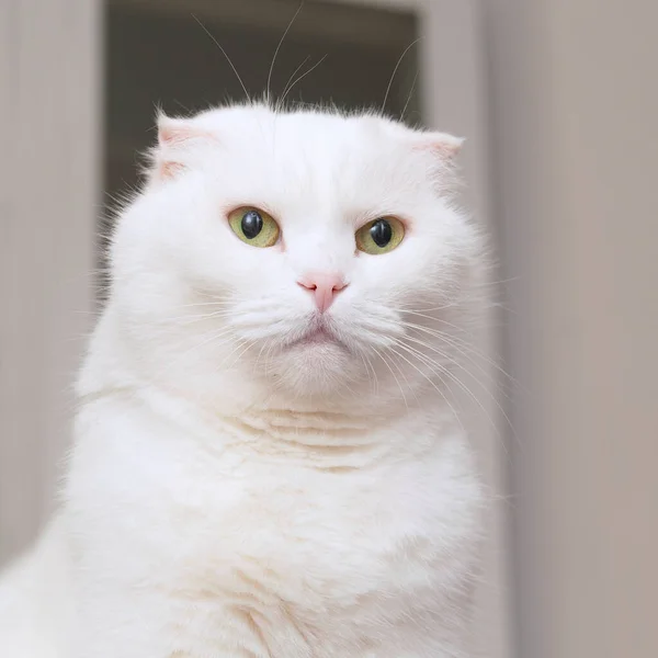 Portret Van Een Witte Kat Met Lompe Oren — Stockfoto