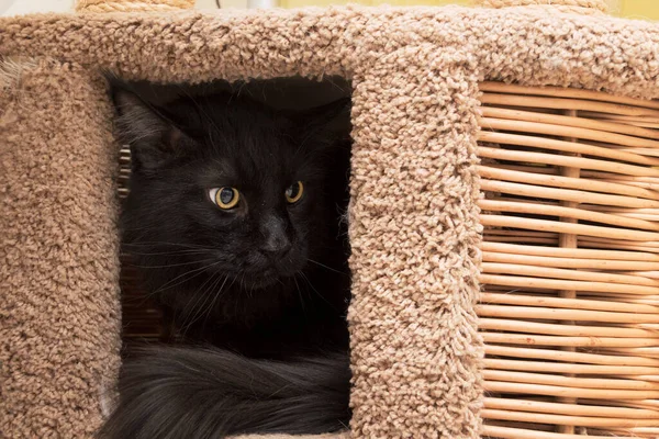 Negro Maine Coon Gato Escondido Está Espiando Primer Plano Retrato —  Fotos de Stock