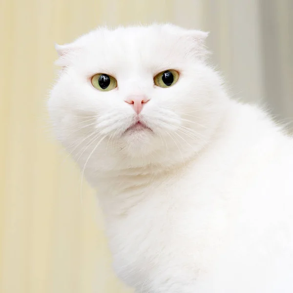 Προσωπογραφία Μιας Λευκής Γάτας Λοπ Αυτιά — Φωτογραφία Αρχείου