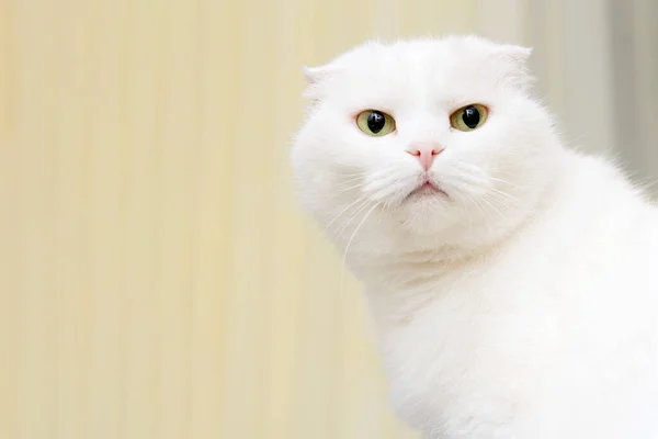 Retrato Gato Orejudo Blanco —  Fotos de Stock