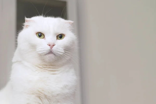 Portrét Bílé Ušaté Kočky — Stock fotografie