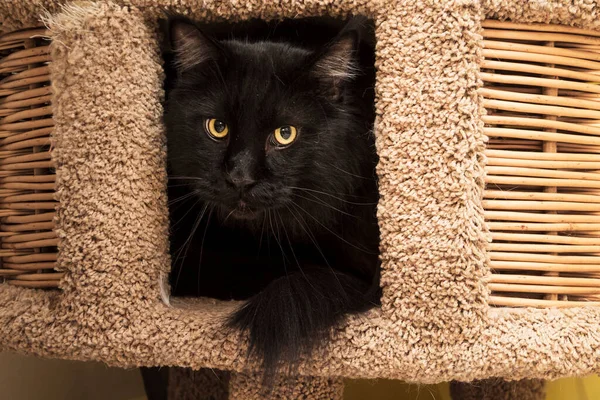 Black Maine Coon Gatto Nascosto Sta Sbirciando Fuori Primo Piano — Foto Stock