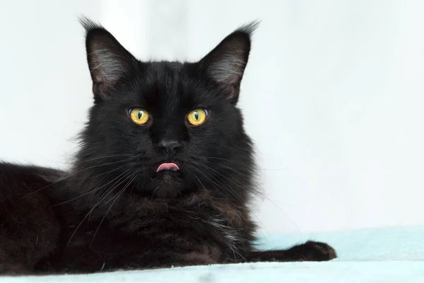 Black Maine Coon Sdraiato Letto Contro Muro Bianco Primo Piano — Foto Stock