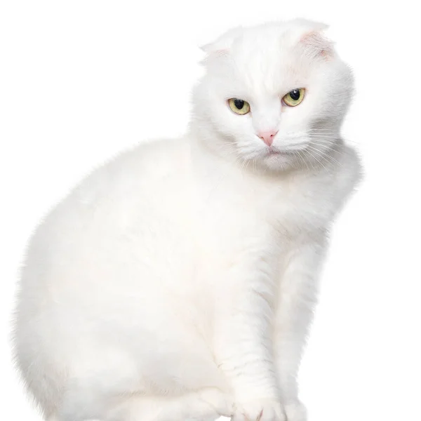 White Lop Eared Cat Sits Table Isolated White Background Stock Image