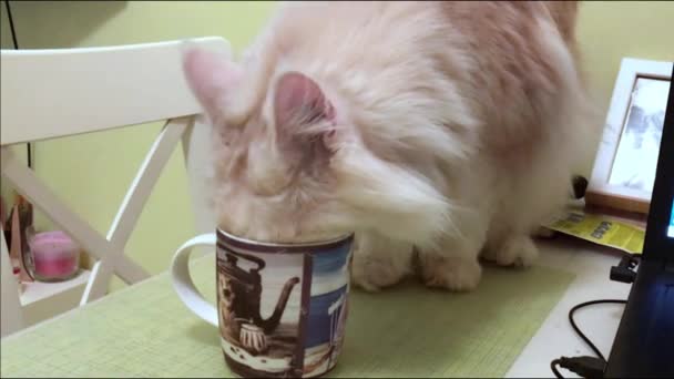 Gato Bebe Leche Una Taza Mesa — Vídeos de Stock