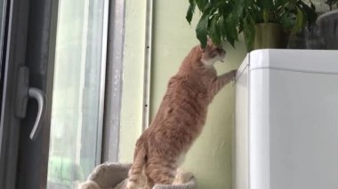 Şişko kızıl kedi çiçekleri alır.