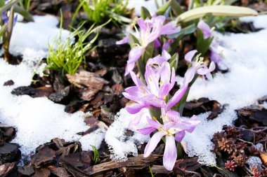 Crocus karı yarıp geçti. Bahar geldi.