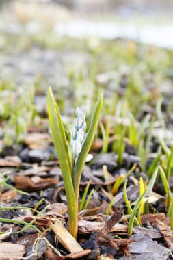 İlk bahar çiçekleri. Puşkiniya çiçek açıyor.
