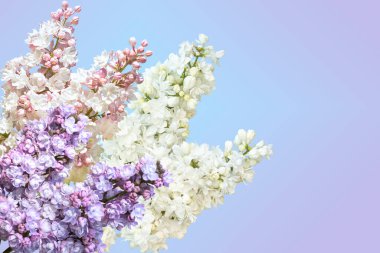 Çiçekli leylak. Bahar arkaplanı