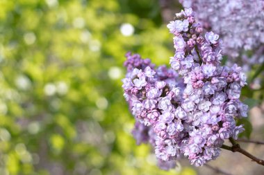Çiçek açan leylak dalları. Yumuşak odaklanma. Bulanık görüntü. Bahar arkaplanı.