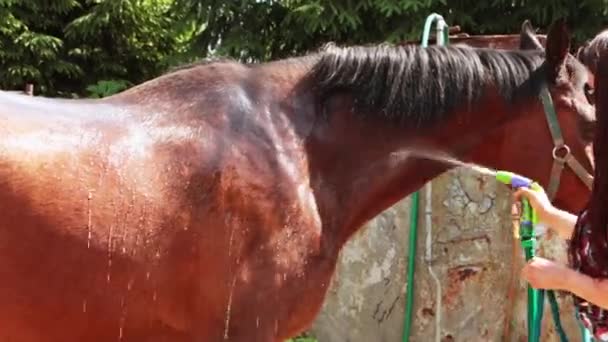 Νεαρή γυναίκα πλένει ένα άλογο σε μια ζεστή ηλιόλουστη μέρα — Αρχείο Βίντεο