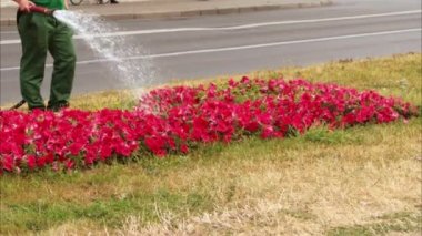 Watering a flower bed with a hose on a hot summer morning