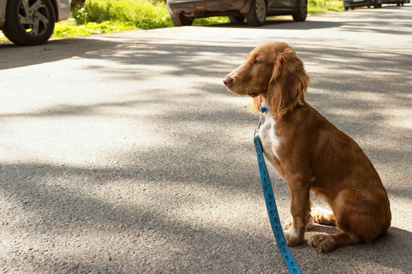 Sad spaniel puppy is waiting for the owner at the edge of the road — Foto de Stock