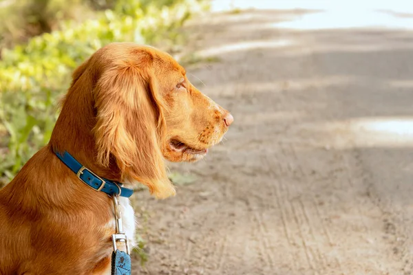 Sad spaniel puppy is waiting for the owner at the edge of the road — Foto de Stock