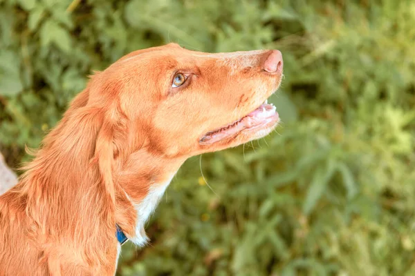 Portrait of a spaniel puppy in close-up. — Foto de Stock