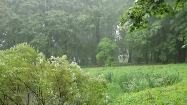 Проливной летний дождь в парке — стоковое видео